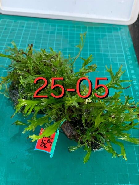 メダカ 水蓮鉢に ミクロ・ウェンディロフ モス スタンプウッド 新鮮水草②?