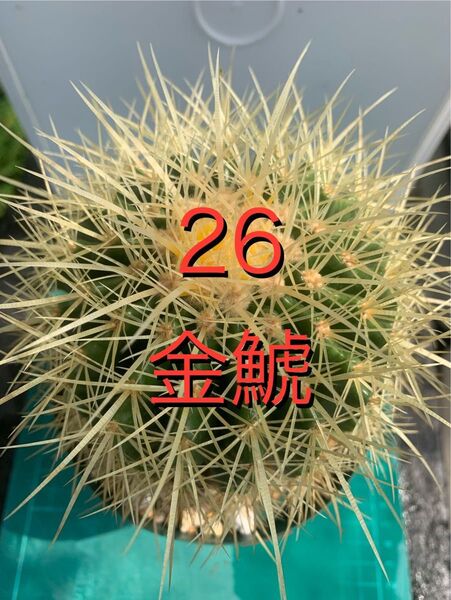 26 金鯱 鉢付 Echinocactus grusonii