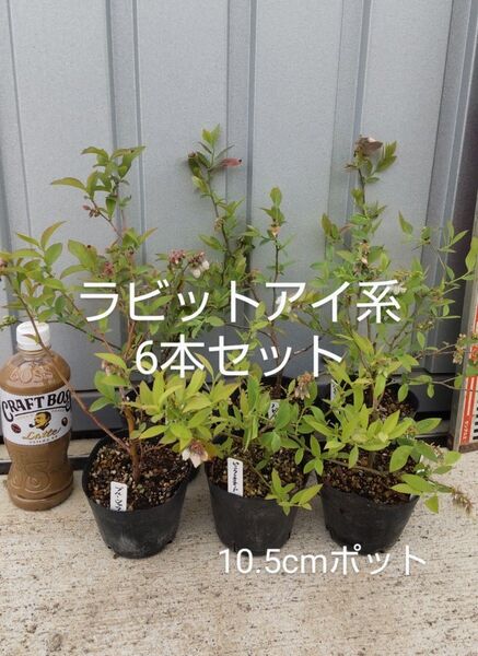ブルーベリー苗 ラビットアイ系6本セット