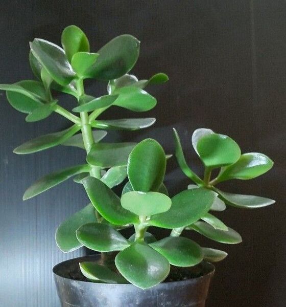 金の成る木 根付苗 3本