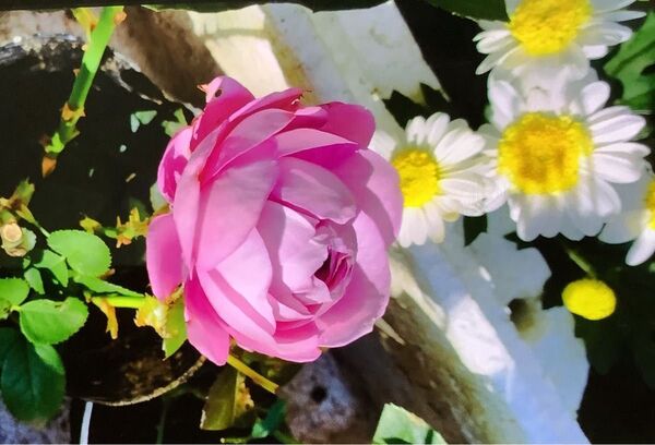 藤色バラ一本