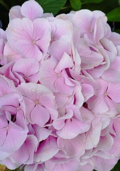 紫陽花一本
