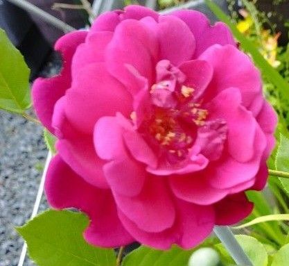 四季咲きつるバラ一本