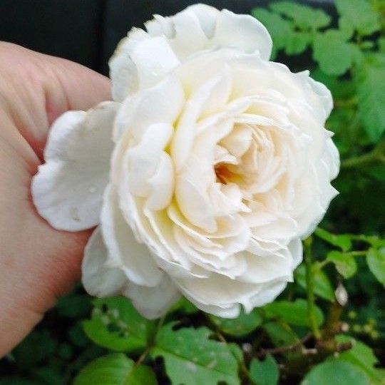 真っ白なバラ 1本