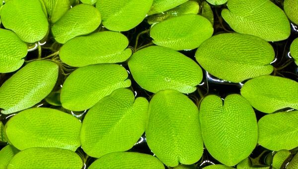 オオサンショウモ 浮き草 10株 水草 メダカの産卵床