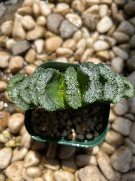 ハオルチア 玉扇 荒磯 多肉植物