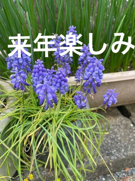 むすかり抜き株、オキザリス抜き株、ネコポスいっぱい
