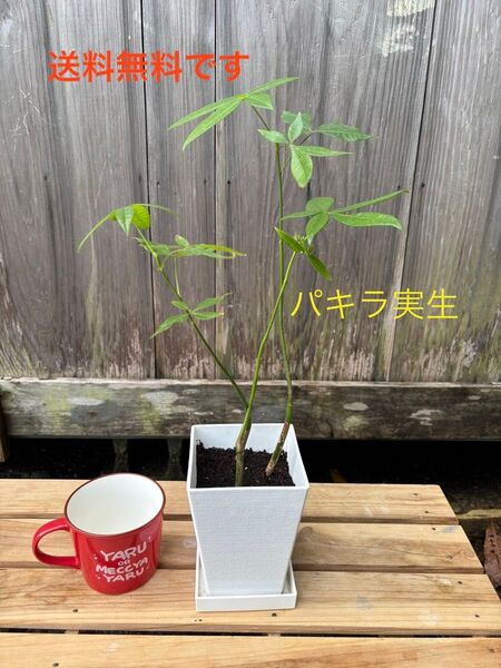 パキラ鉢植え 実生株 3株