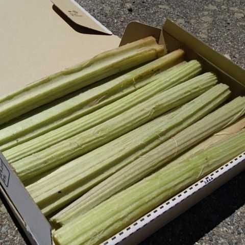 信州産 山菜 天然ふき