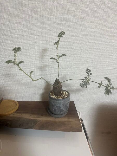 ペラルゴニウムトリステ 現地株発根済み