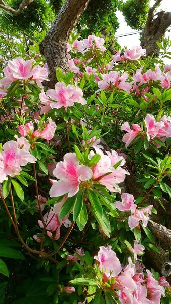 ヒラドツツジ 挿し木挿し穂6本