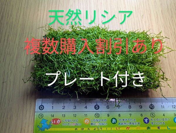 (水草)巻きたて リシアプレート(水中葉)(無農薬)(1個)