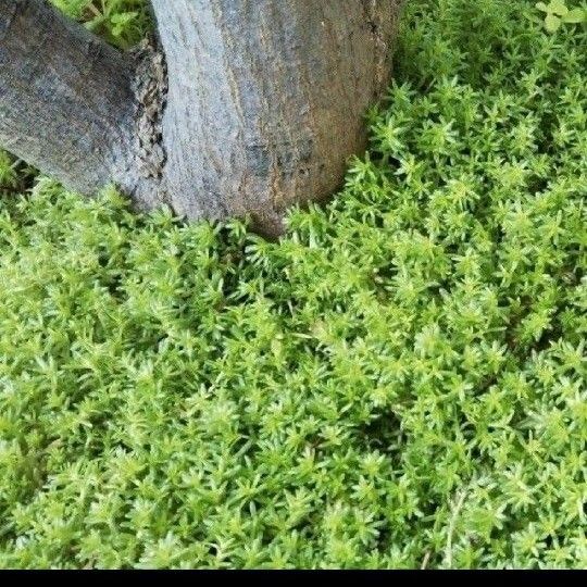 セダム 森村万年草
