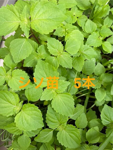 シソ苗5本+α 青じそ 大葉 無農薬 経済的 こぼれ種で毎年収穫 シソ しそ 抜き苗