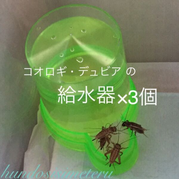 昆虫用給水器×3個 スズムシ コオロギ デュビア などに 水入れ 給水タンク 水飲み場