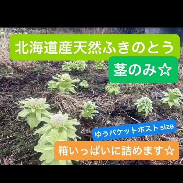 北海道産 天然 ふきのとう 茎のみ ゆうパケットポスト 箱いっぱいに詰めます