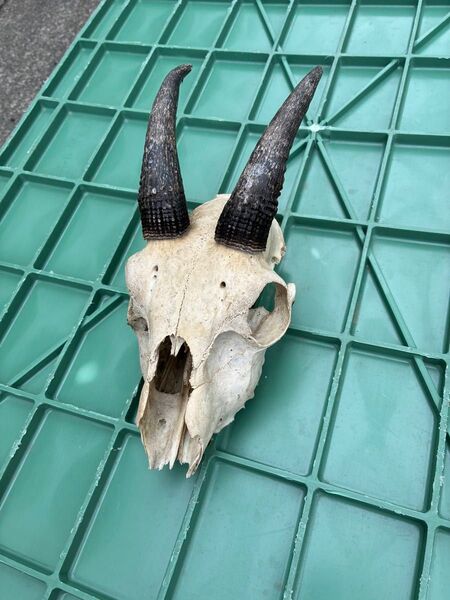 ニホンカモシカ角