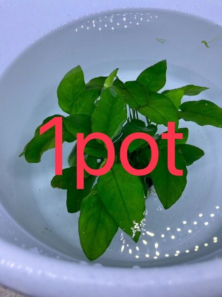 ☆ 水草 ☆ アヌビアスナナ Lサイズ 1pot 1 水草 アクアリウム 水槽 1 熱帯魚