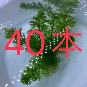 ☆ 水草 ☆ カボンバ 40本・・・・・・・・・・・・・・・・水草 アクアリウム 水槽 カボンバ 無農薬 テラリウム素材 鉛
