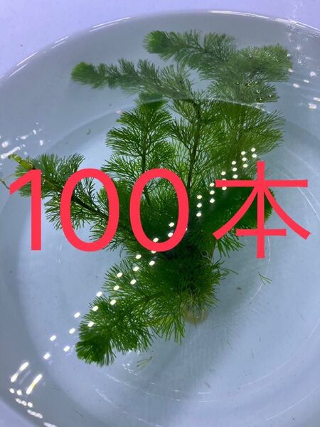 ☆ 水草 ☆ カボンバ 100本・・・・・・・・・・・・・・・・水草 アクアリウム 水槽 カボンバ 無農薬 テラリウム素材 鉛