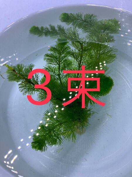 ☆ 鉛巻き 水草 ☆ カボンバ 3束・・・・・・・・・・・・・・・水草 アクアリウム 水槽 カボンバ 無農薬 テラリウム素材 鉛