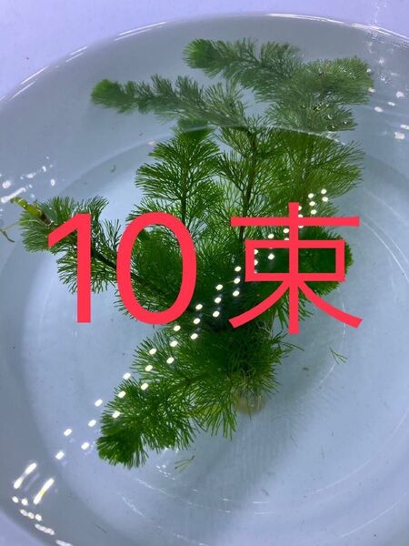 ☆ 鉛巻き 水草 ☆ カボンバ 10束・・・・・・・・・・・・・・・水草 アクアリウム 水槽 カボンバ 無農薬 テラリウム素材 鉛