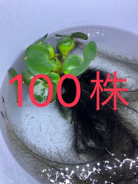 ☆ 水草 ☆ ホテイアオイ 10株 ホテイアオイ草 水上葉 水草 アクアリウム 水槽 ※写真はイメージです。