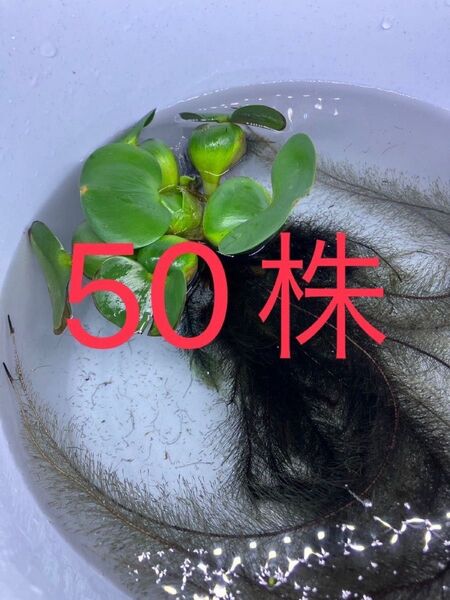 ☆ 水草 ☆ ホテイアオイ 50株 ホテイアオイ草 水上葉 水草 アクアリウム 水槽 ※写真はイメージです。