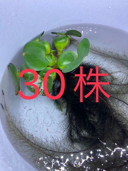 ☆ 水草 ☆ ホテイアオイ 30株 ホテイアオイ草 水上葉 水草 アクアリウム 水槽 ※写真はイメージです。