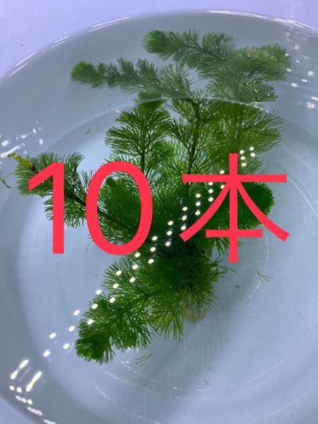 ☆ 水草 ☆ カボンバ 10本・・・・・・・・・・・・・・・・水草 アクアリウム 水槽 カボンバ 無農薬 テラリウム素材 鉛