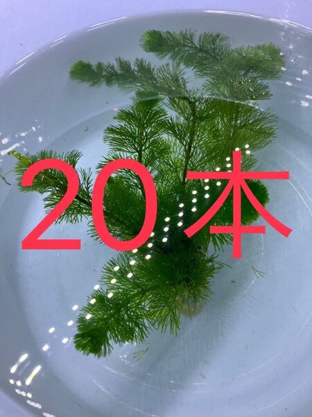 ☆ 水草 ☆ カボンバ 20本・・・・・・・・・・・・・・・・水草 アクアリウム 水槽 カボンバ 無農薬 テラリウム素材 鉛