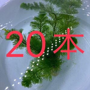 ☆ 水草 ☆ カボンバ 20本・・・・・・・・・・・・・・・・水草 アクアリウム 水槽 カボンバ 無農薬 テラリウム素材 鉛