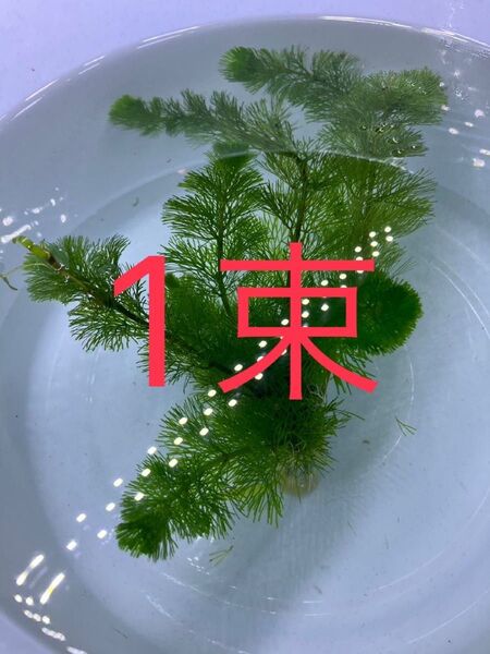 ☆ 鉛巻き 水草 ☆ カボンバ 1束・・・・・・・・・・・・・・・水草 アクアリウム 水槽 カボンバ 無農薬 テラリウム素材 鉛