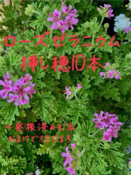 無農薬ローズゼラニウム 挿し穂10本 発根済み1本おまけ付き