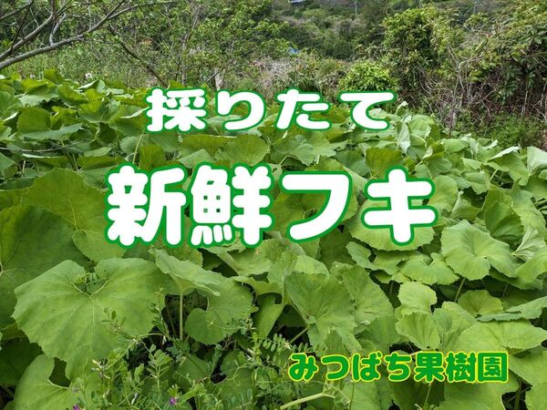 小田原産 天然フキ【700g】