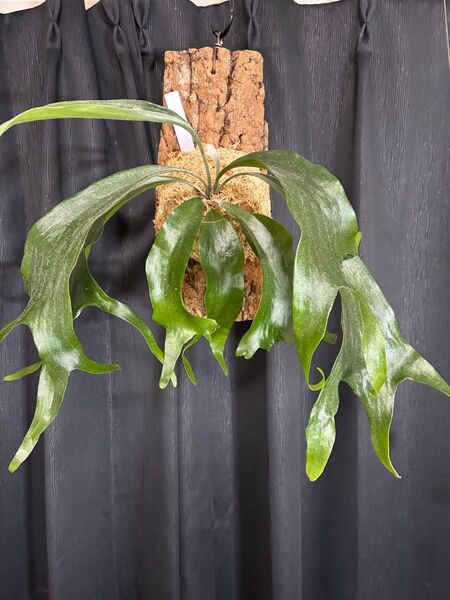Platycerium Mt.Lewis マウントルイス