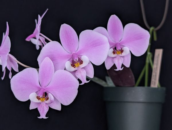 Yahoo!オークション -「phal.schilleriana」(花) (鉢植え)の落札 Yahoo!オークション -「phal.schilleriana」(花) (鉢植え)の落札