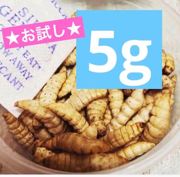 ハニーワーム ブドウムシ フリーズドライ ブドウ虫 5gお試し 餌 エサ