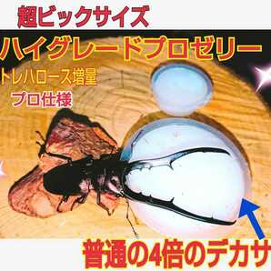 65グラム超ビックサイズ！ハイグレードプロゼリー☆特大200個☆成分に拘わり抜いた最高峰！産卵促進・長寿・体力増進に！トレハロース増量 の画像8