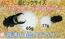 65グラム超ビックサイズ！ハイグレードプロゼリー☆特大50個☆成分に拘わり抜いた最高峰！産卵促進・長寿・体力増進に！トレハロース増量 _画像6