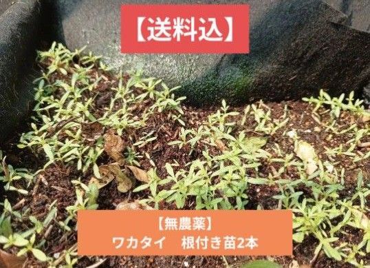 【送料込】無農薬 ワカタイ 苗5本