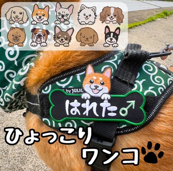 ひょっこりわんこ 愛犬 ネームワッペン 刺繍 julius ユリウスk9 対応 ネームタグ ネームラベル 名前入り ハーネス