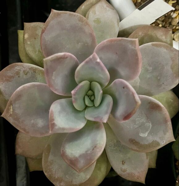 多肉植物 大株