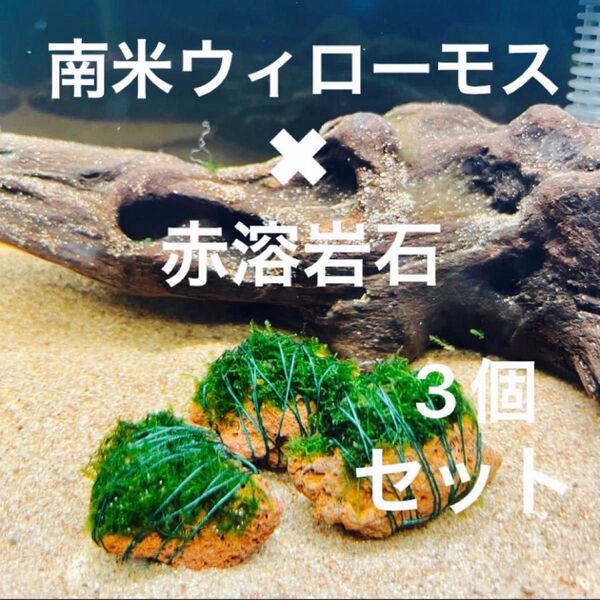 【フサフサ感が癒し】南米ウィローモス×赤溶岩石(3cm)×3個