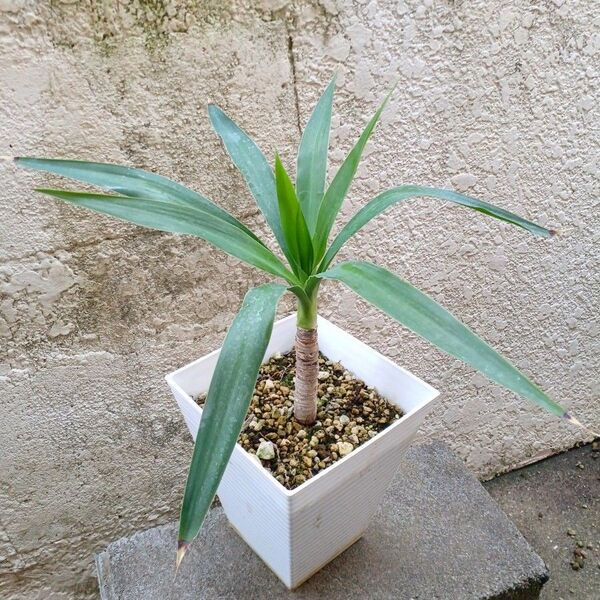 ドラセナ☆ユッカ エレファンティペス☆幸福の木☆観葉植物