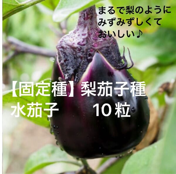 【固定種】梨茄子の種 10粒 水茄子 無消毒種子 国内採種品 家庭菜園 プランター栽培 野口種苗