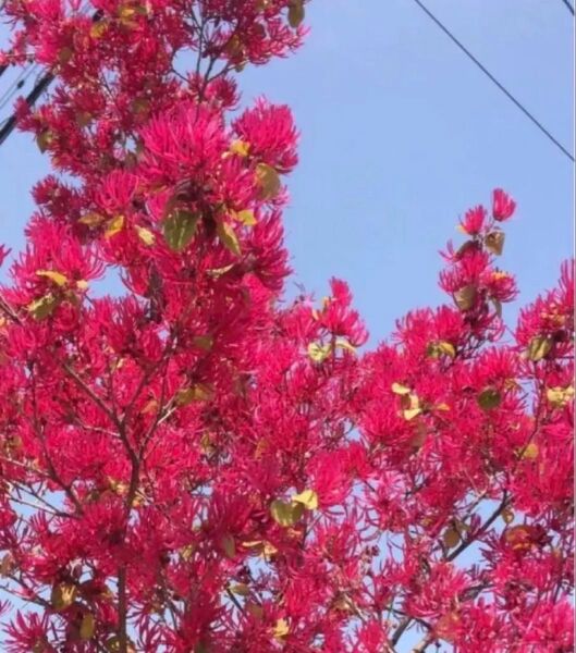 トキワマンサクの挿し穂10本