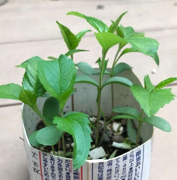 ふじ りんご 実生苗 5本