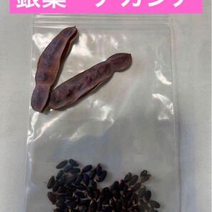 ミモザ アカシア 銀葉アカシア 種 120粒