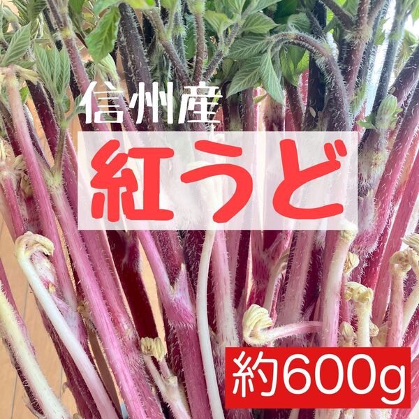 【紅うど】ウド 採りたて ネコポスいっぱい うど 山菜 紅ウド